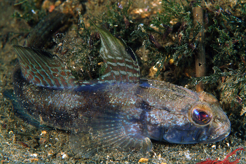 Gobius niger e Gobius roulei!!